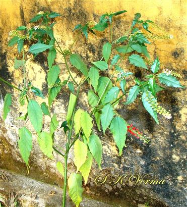  Plant